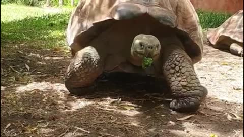 Look at this big turtle. It walks in a funny way