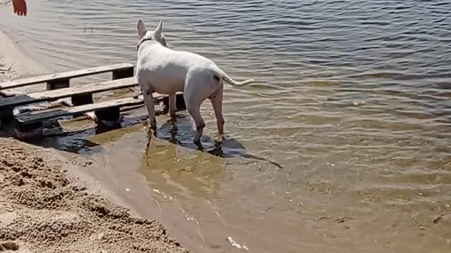 Funy bull terrier Ayk