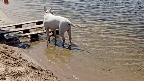 Funy bull terrier Ayk