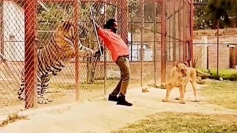 Man vs Lion & Tiger