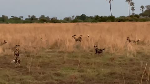 Haynes vs African Wild Dogs#