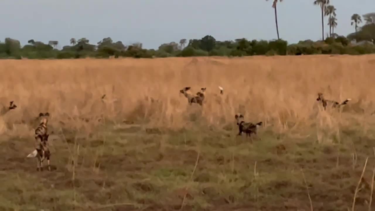 Haynes vs African Wild Dogs#