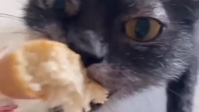 😂OMG So Cute Cats 😹 🐾Best Funny Cat Videos 2021