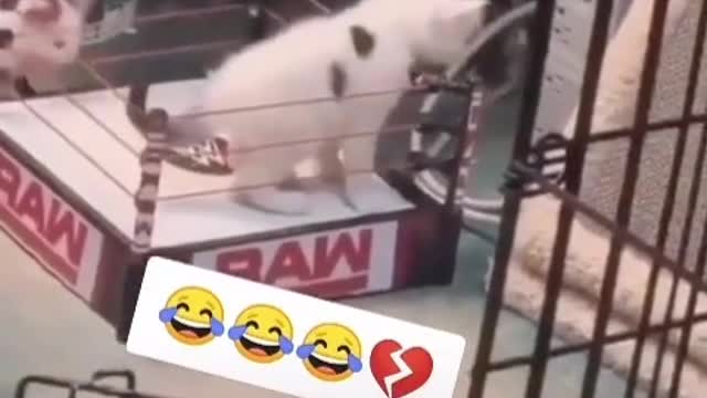 WWE Fighting cat | very funny video