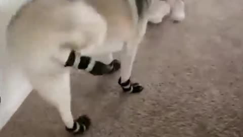 Funny animals video