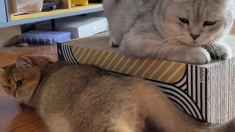 A female cat in heat