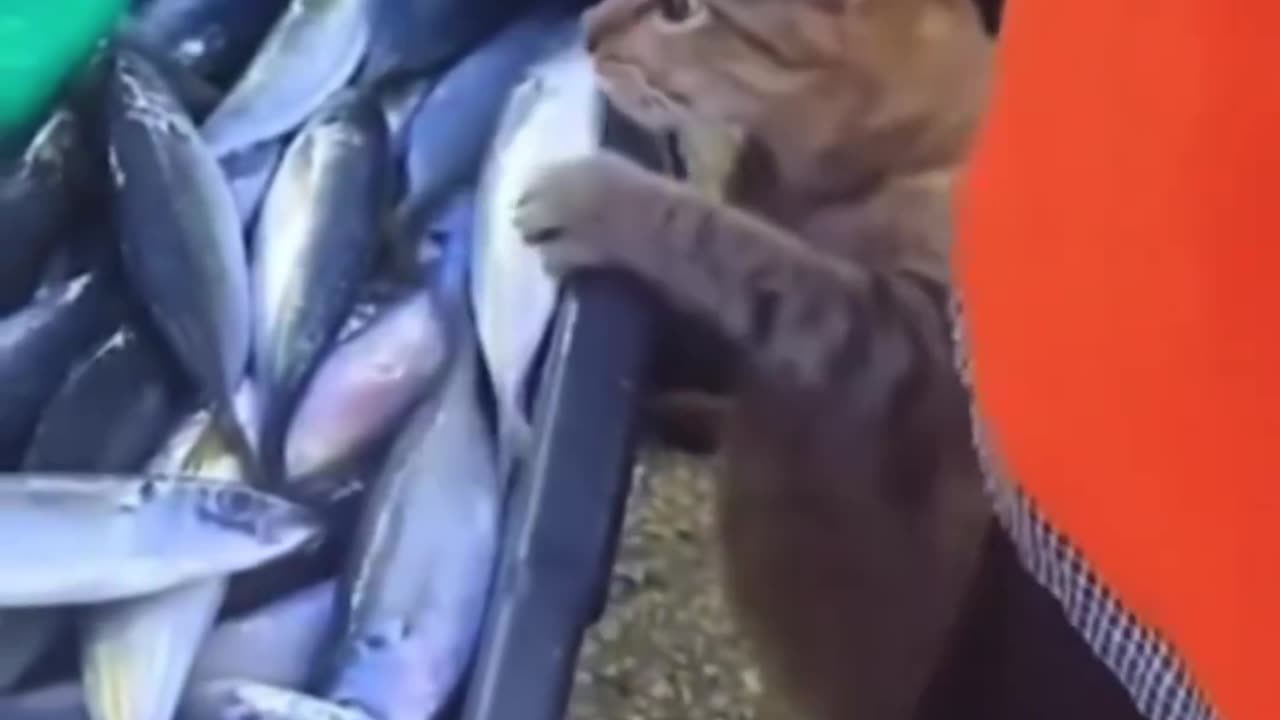 Best Funny Video 🤪
