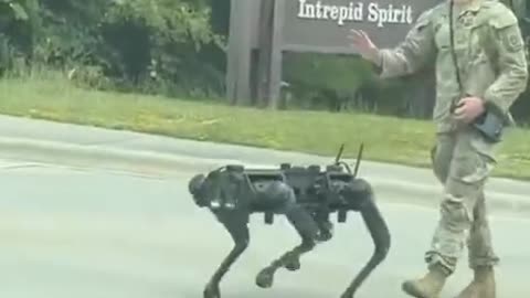 What breed of dog is that