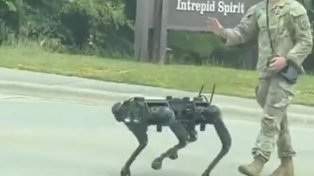 What breed of dog is that
