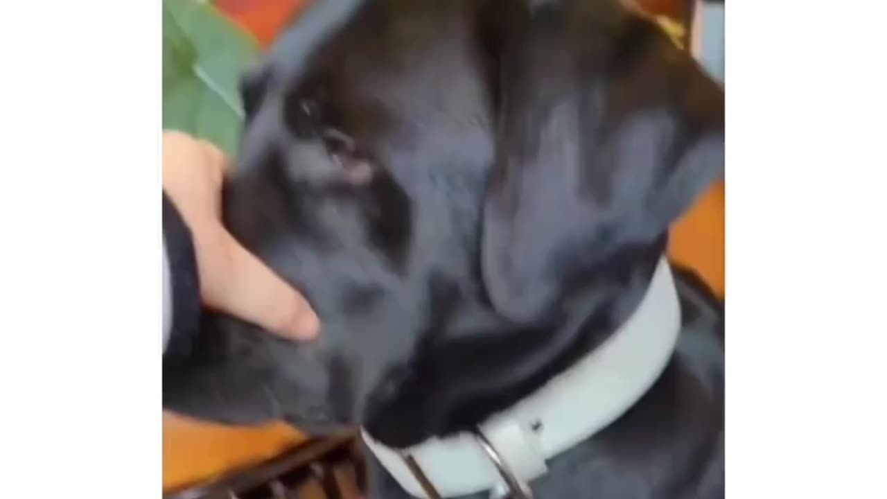 So funny 😄🤣