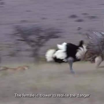 Ostrich vs Leopard three brothers