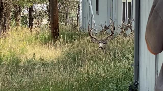 Herd of Mule Deer Trots Off into Town