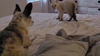 Baby Lynx Looks for Trouble With Chihuahua