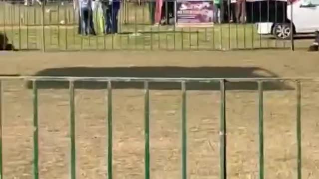 MyblackGermanshepherdatdogshow