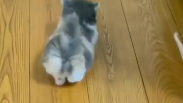 running of cat morning walk of cats