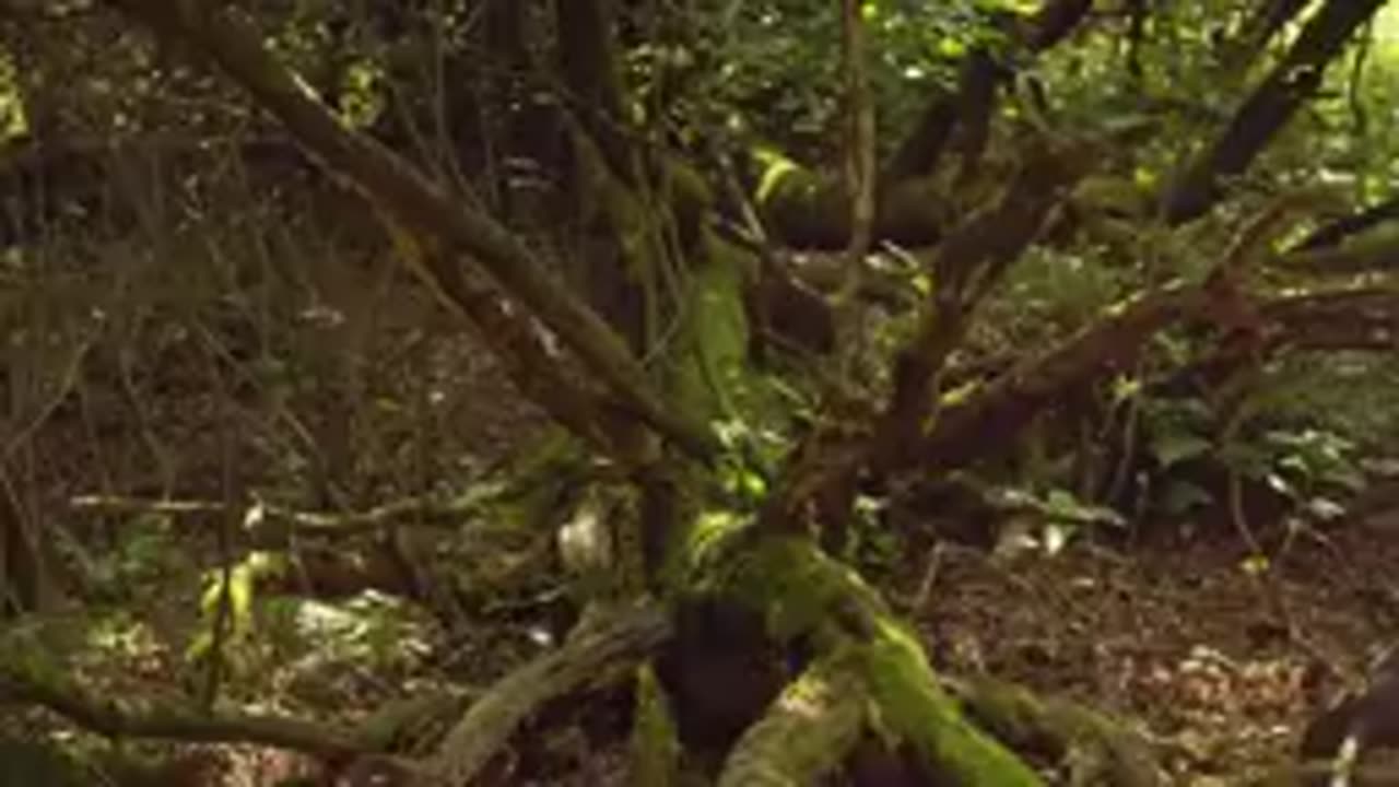 The Fascinating Wildlife in Deep Mountain Lakes