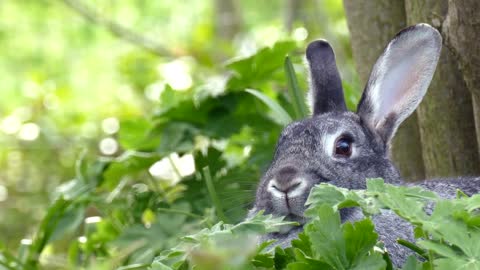 Cute Rabbit