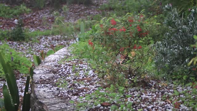 Hail storm, Adelaide Hills, South Australia