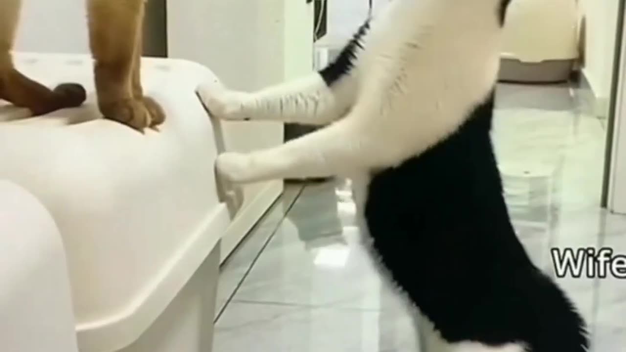 The funniest and most entertaining animal videos on the internet!