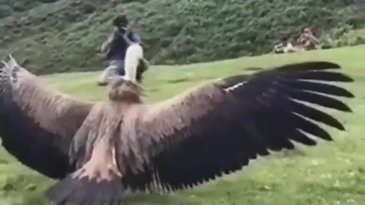 Vulture Forgets To FLY After Getiing Caged For A Long Time