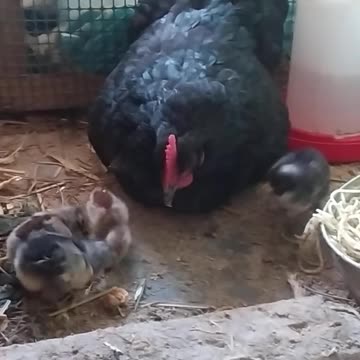 Little chicken babies