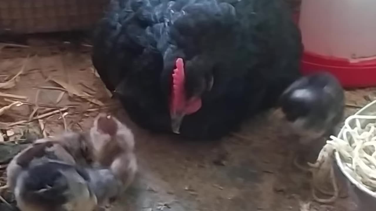 Little chicken babies