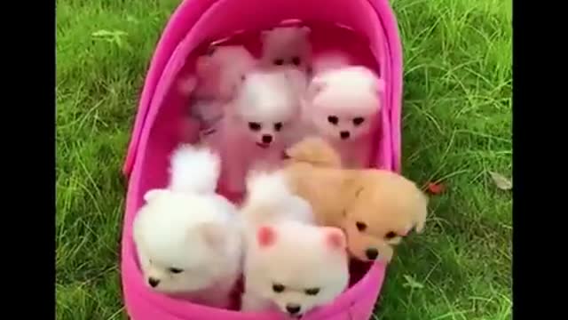 AWW CUTE BABY ANIMALS Funny and cute moments of animal loving family OMG Soo Cute