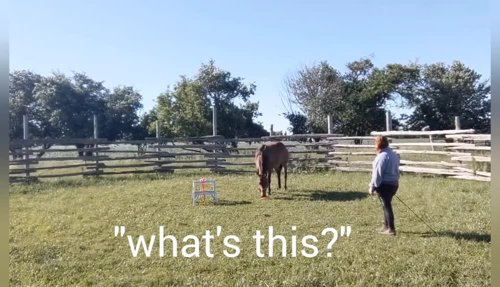 Hilarious baby horse brain