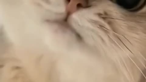 Wanna LAUGH? Watch FUNNY CATS, DOGS!