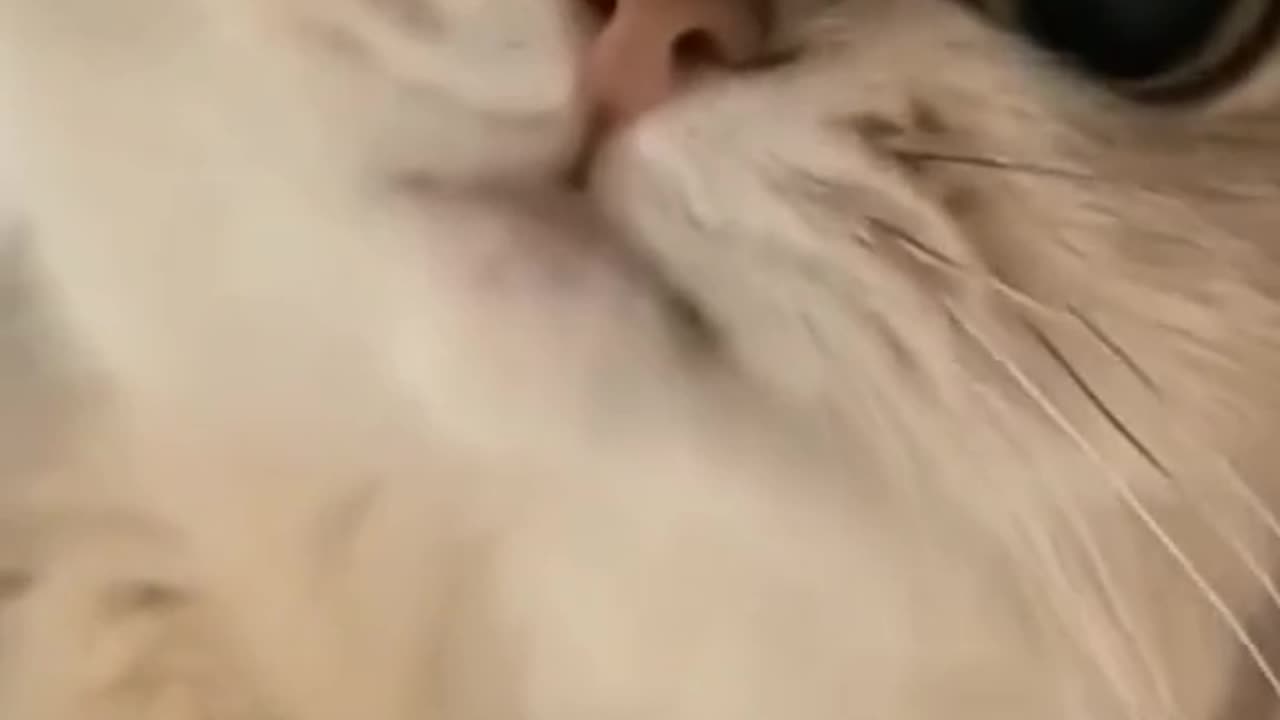 Wanna LAUGH? Watch FUNNY CATS, DOGS!