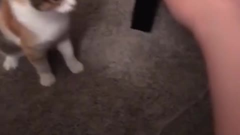 Funny cat Jumping