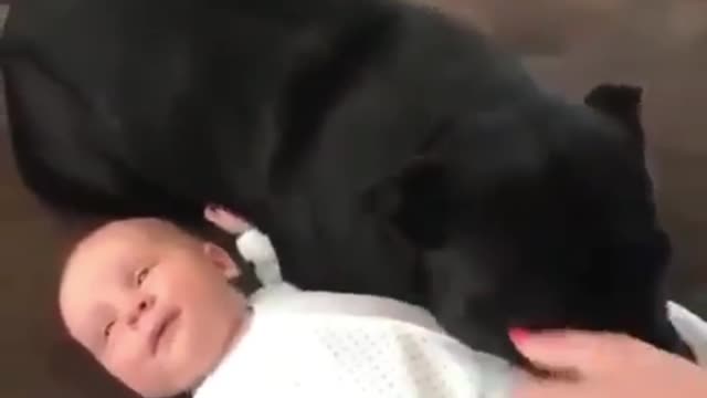 This Will Fundamentally Change the Way You Look at of Pet
