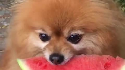 Dog Taking A Bite From Watermelon 🍉🐶| Cute Animals Video