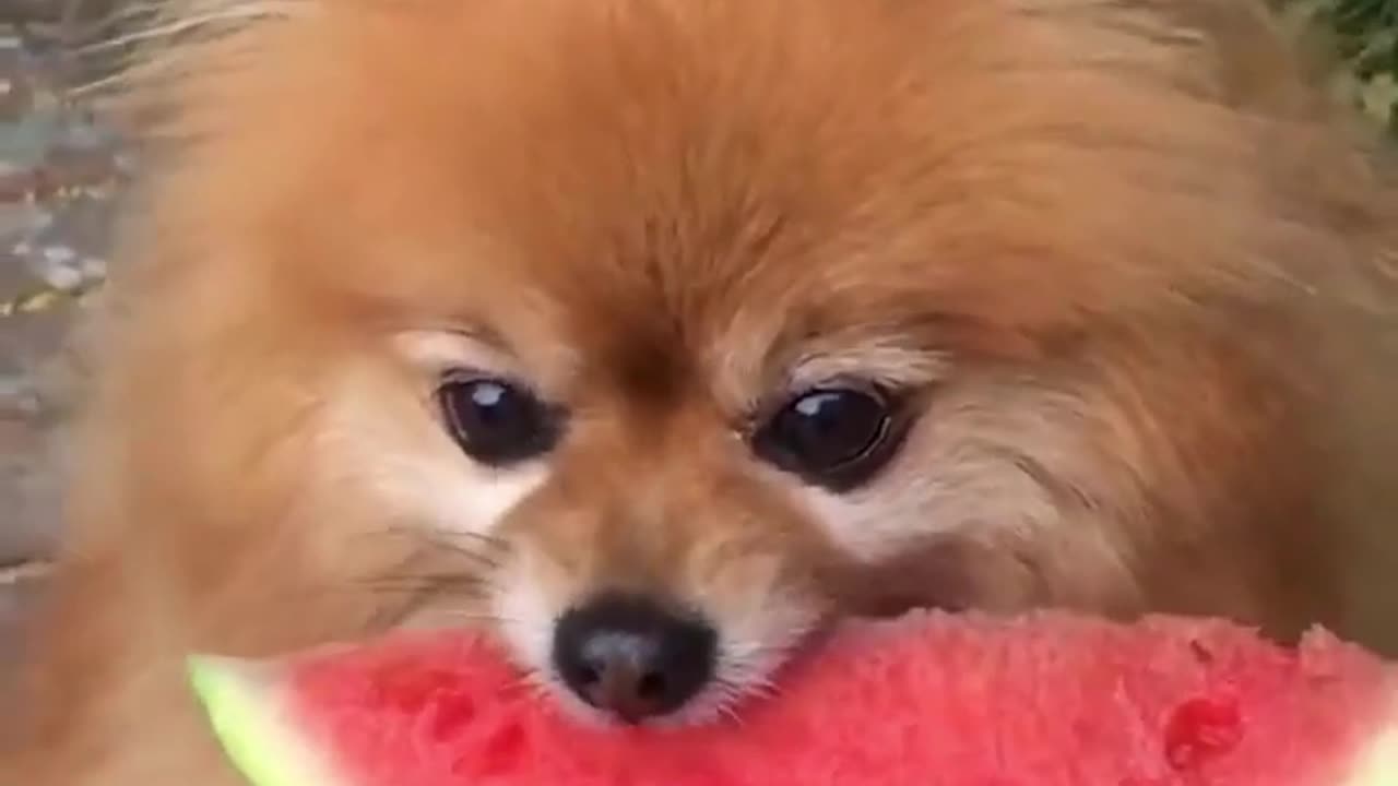 Dog Taking A Bite From Watermelon 🍉🐶| Cute Animals Video