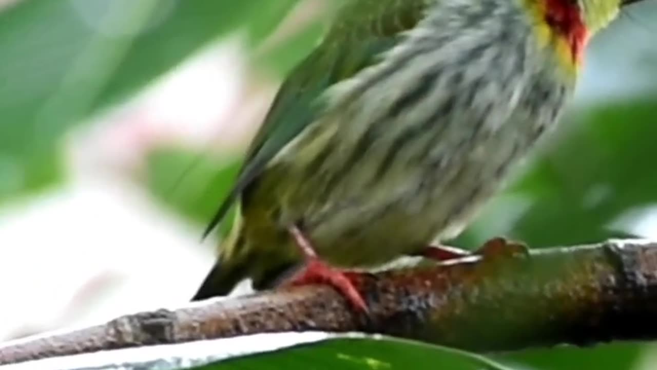 She is one cute bird, you can't stop watching her #coppersmith #barbet