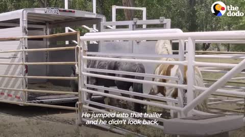 Woman Spends Over A Year Trying To Find Wild Horse And All Of His Mares And Babies | The Dodo