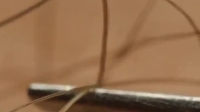 Hair under a microscope