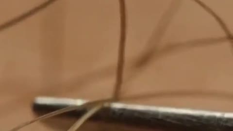 Hair under a microscope