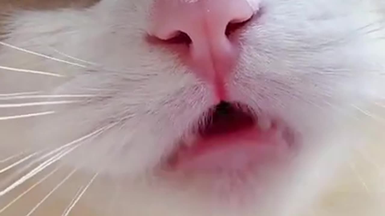 Aww Cute Cats Videos #catmeow Funny Animals Compilationš¹ Try Not To Laugh Challenge #11 #shorts