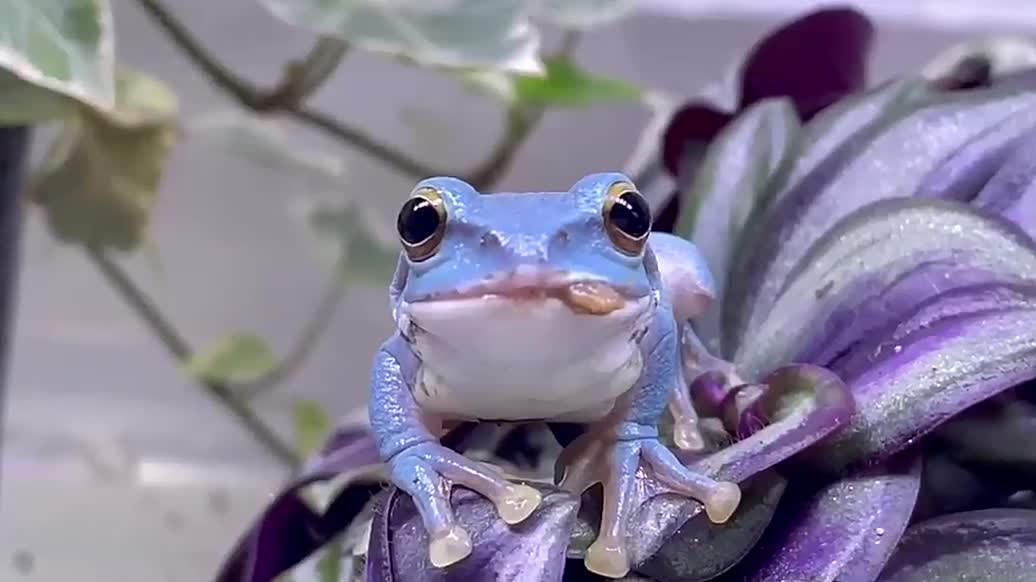 A collection of cute frog gestures that you can see because you're the owner!