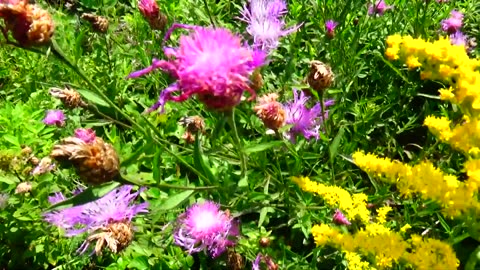 Pollination