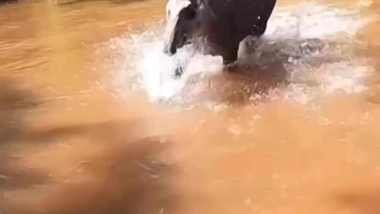 Wild animal attack on the boat