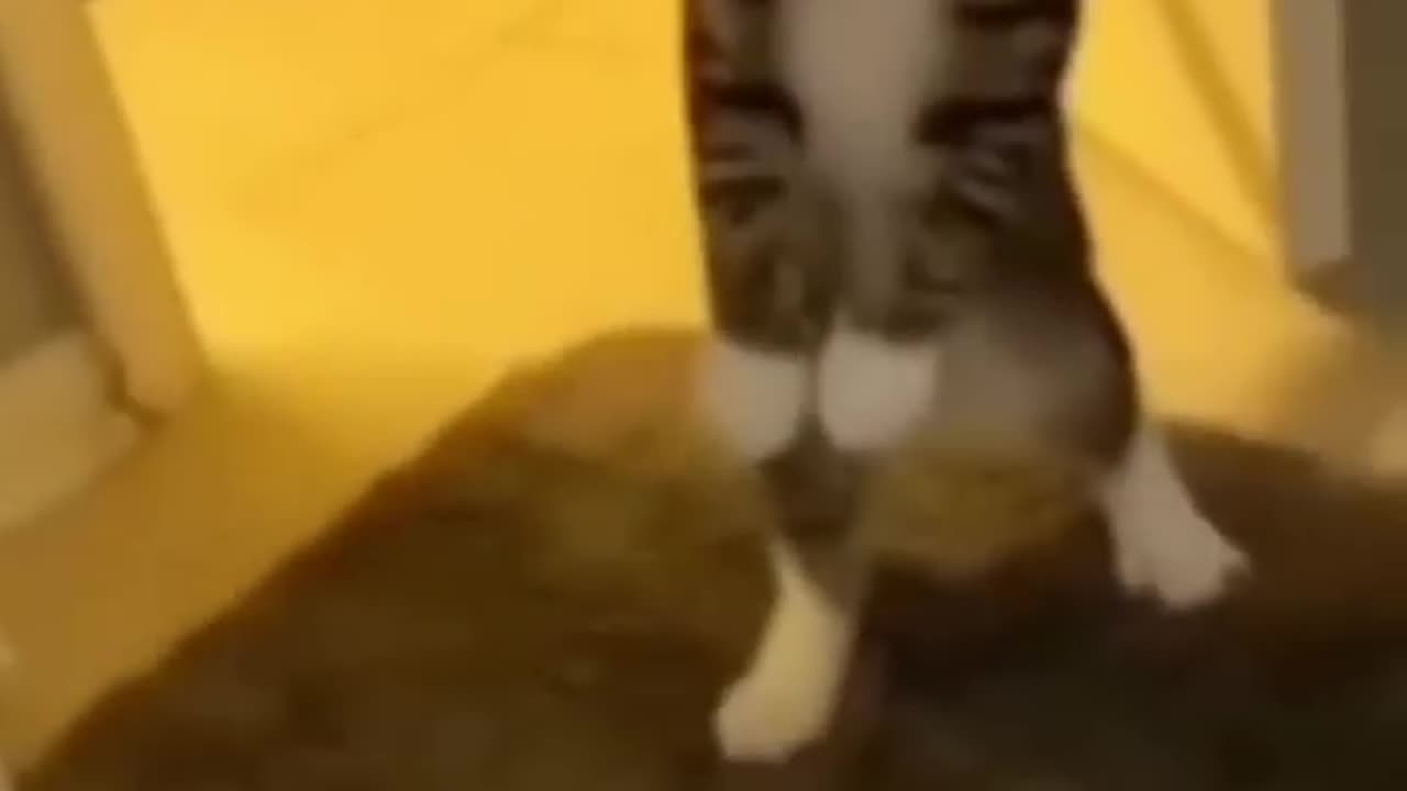 Funny animals cat is jumping😂😂😂🤣🤣🤣😃😃😘😜😃😜😜😍😁😁