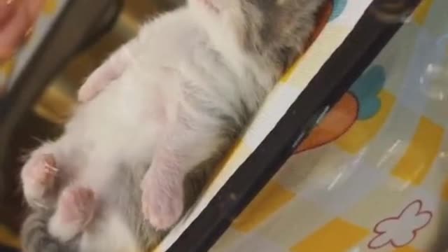 The cutest cat to sleep