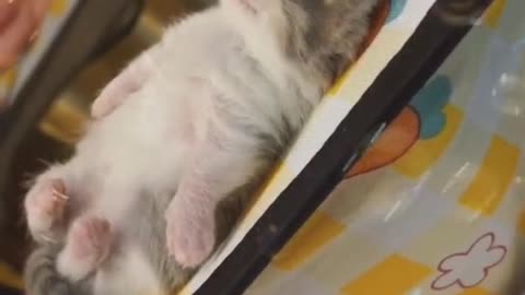 The cutest cat to sleep