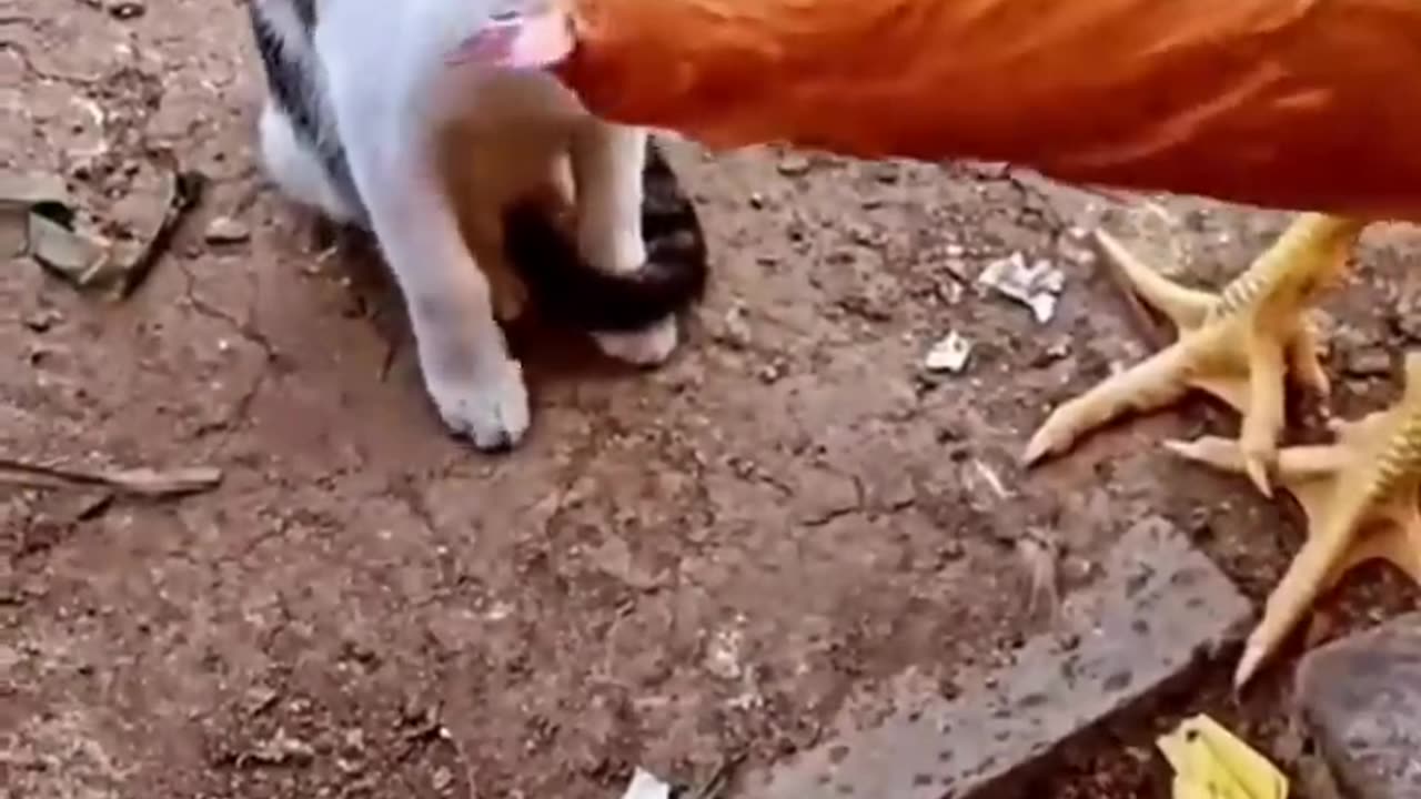 cat vs chicken / funny animal video