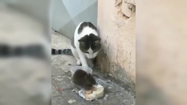 Funniest Cats And Dogs Video The Best FUNNY