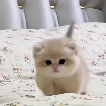 Cat baby viral cats kitten's viralHog