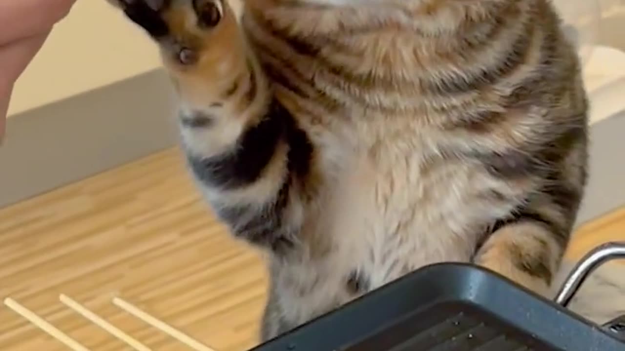 Entertainment funny video