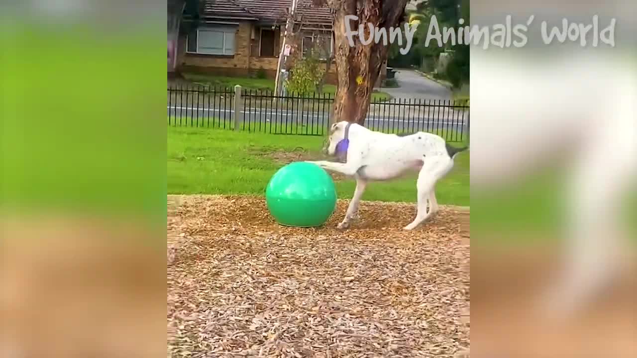 Cats & Dogs Funny compilation